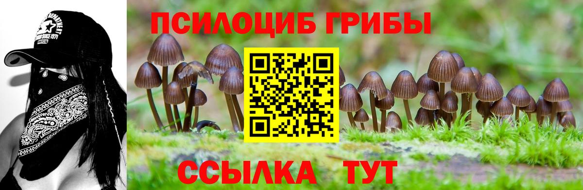 Алексеевка  Галлюциногенные грибы Cubensis  Вход с VPN 